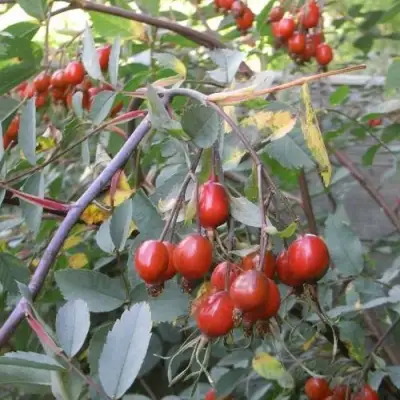 Роза сизая в Светлогорске