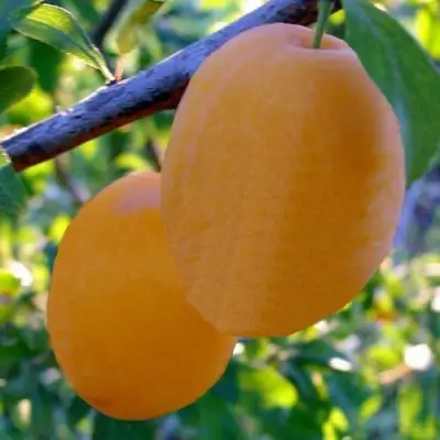 Слива НАТАША в Светлогорске