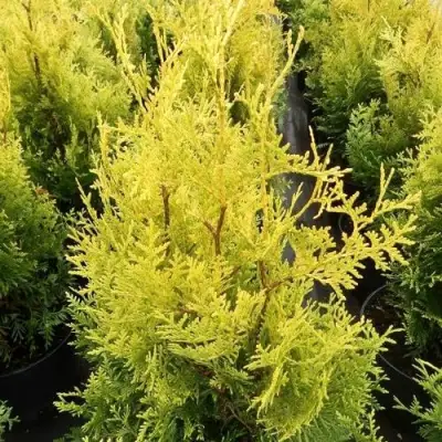 Туя ГОЛДЕН БРАБАНТ западная в Светлогорске