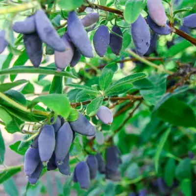 Жимолость съедобная БЛЮ БАНАНА (ГОЛУБОЙ БАНАН) в Светлогорске