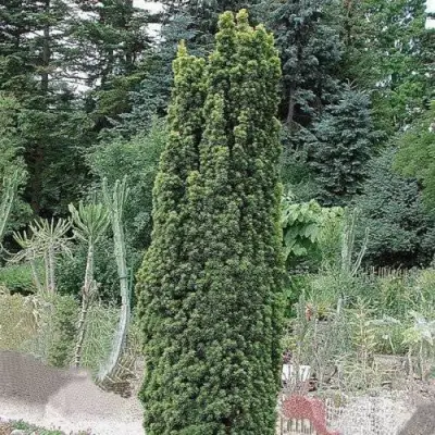 Тис ФАСТИГИАТА РОБУСТА  ягодный  в Светлогорске