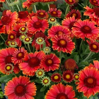 Гайлардия АРИЗОНА РЕД ШЕЙДС в Светлогорске