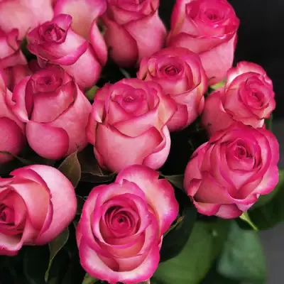 Роза КАРУСЕЛЬ чайно-гибридная в Светлогорске