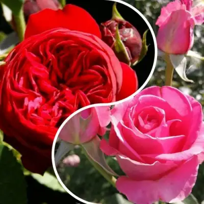 Комплект РОМАНТИЧЕСКИЙ БУКЕТ в Светлогорске