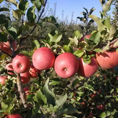 Яблоня ЧЕМПИОН РЕНО в Светлогорске