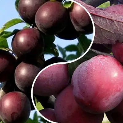 Комплект ИЗЮМИНКА САДА в Светлогорске