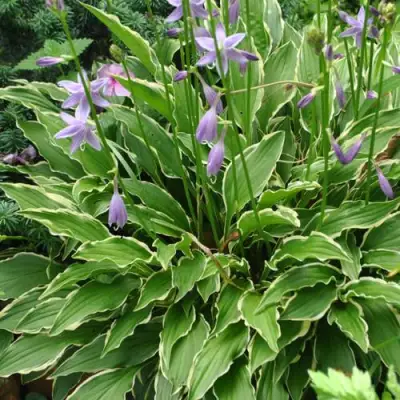 Хоста СТИЛЕТТО гибридная в Светлогорске