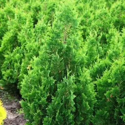 Туя СПИРАЛИС западная в Светлогорске