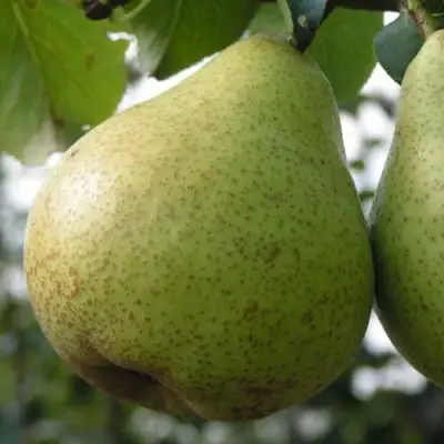 Груша ПЛАТОНОВСКАЯ в Светлогорске