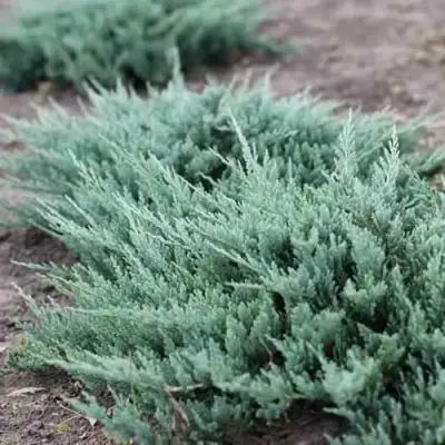 Можжевельник БЛЮ ЧИП горизонтальный  в Светлогорске