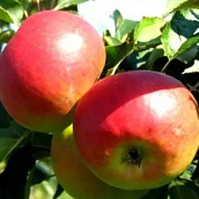 Яблоня СОКОЛОВСКОЕ стелющаяся в Светлогорске