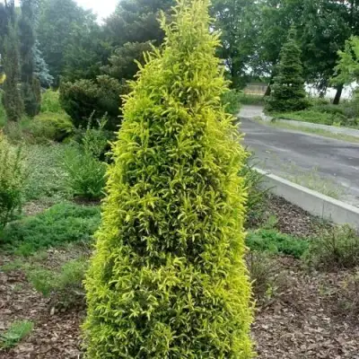 Можжевельник ГОЛД КОН обыкновенный в Светлогорске
