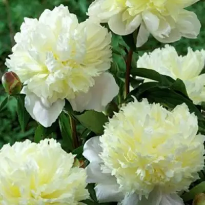 Пион ЛАУРА ДЕСЕРТ травянистый в Светлогорске