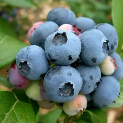 Голубика КОЛЛИНЗ в Светлогорске