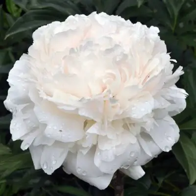 Пион БРАЗЕР ЧАК травянистый в Светлогорске