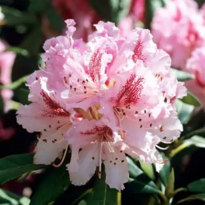 Рододендрон ЧИР в Светлогорске