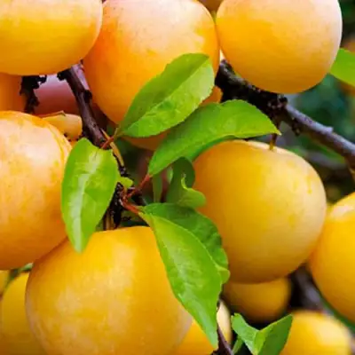 Слива МЕДОВАЯ ЖЁЛТАЯ в Светлогорске