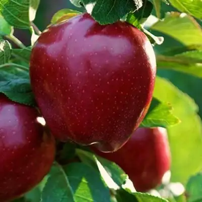 Яблоня РЕД ЧИФ в Светлогорске