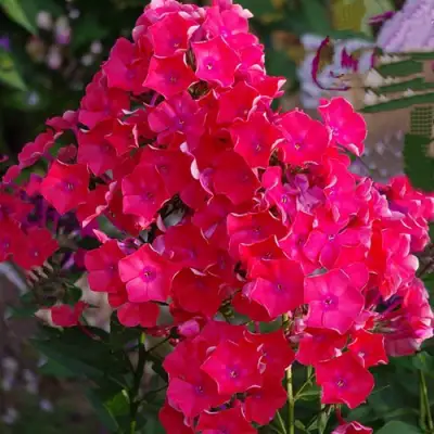 саженцы флокса