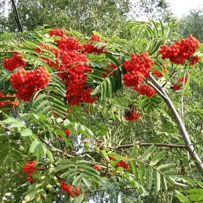 Рябина САХАРНАЯ ПЕТРОВА сладкоплодная в Светлогорске