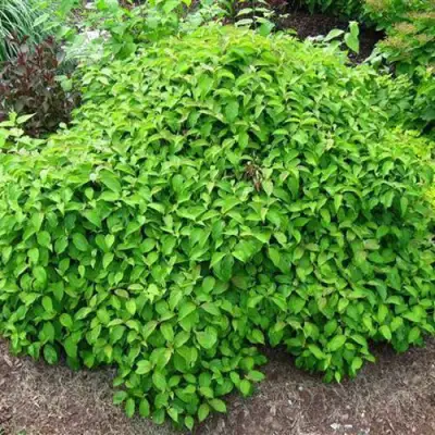 Дерен КЕЛСЕИ шелковистый  в Светлогорске