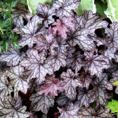 Гейхера ШУГА ФРОСТИНГ в Светлогорске