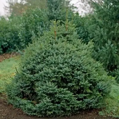 Ель НАНА сербская в Светлогорске