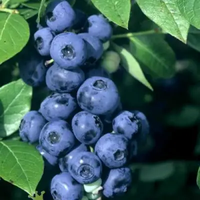 Голубика НОРТ КАНТРИ в Светлогорске