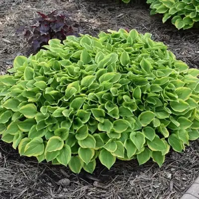 Хоста ГОЛДЕН ТИАРА в Светлогорске