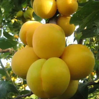 Слива ЛОДВА в Светлогорске