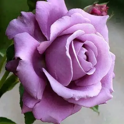 Роза МАЙЗЕР чайно-гибридная в Светлогорске