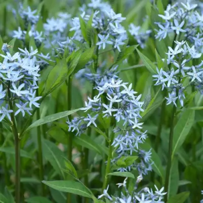 Амсония иволистная в Светлогорске