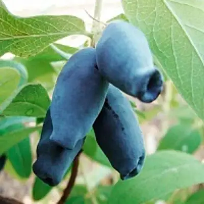 Жимолость съедобная АМФОРА в Светлогорске