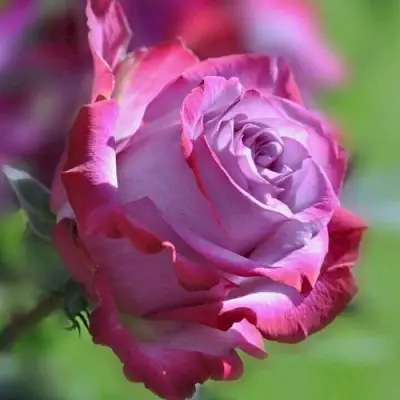 Роза ДИП ВОТЕР чайно-гибридная в Светлогорске