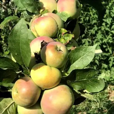 Яблоня ПРИОКСКОЕ колонновидная в Светлогорске