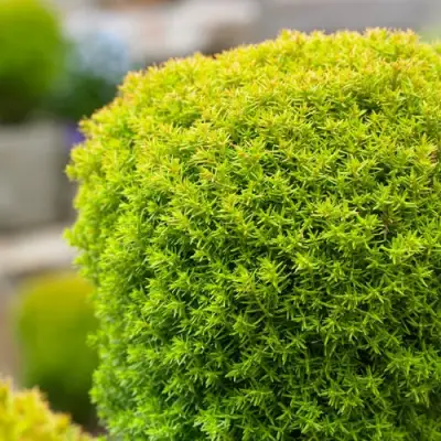 Туя АННИЕК западная в Светлогорске