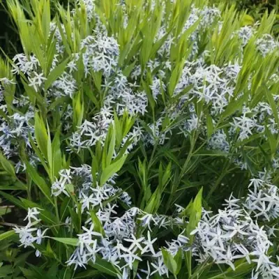 Амсония иволистная в Светлогорске