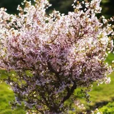 Сакура КОЙО НО МАЙ в Светлогорске