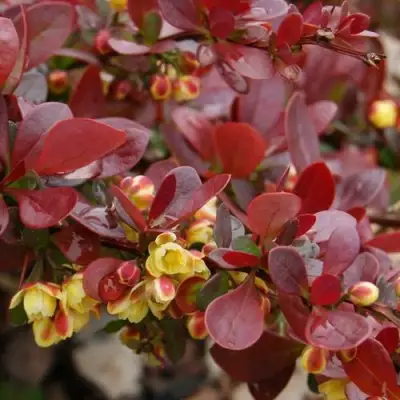 Барбарис КАРМЕН тунберга в Светлогорске