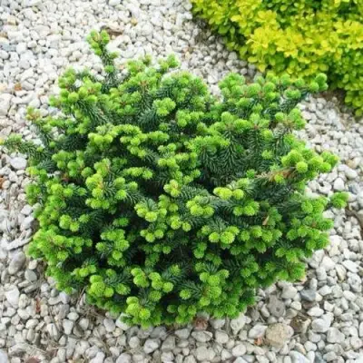 Пихта НАНА бальзамическая в Светлогорске