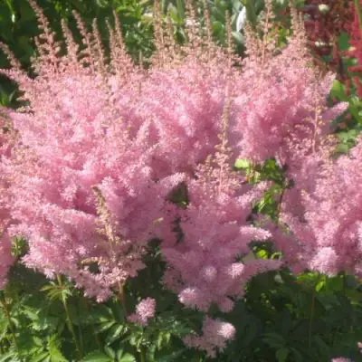 Астильба ЭДЕНС ОДИССЕЙ Арендса в Светлогорске