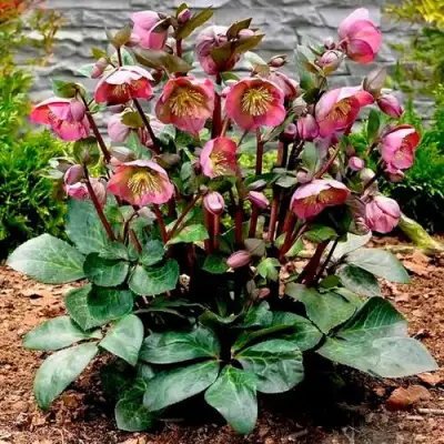 Морозник ВОСТОЧНЫЙ в Светлогорске