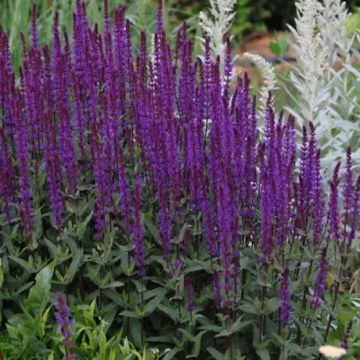 Шалфей КАРАДОНА в Светлогорске