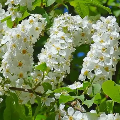 Черемуха ЧАЙКА в Светлогорске