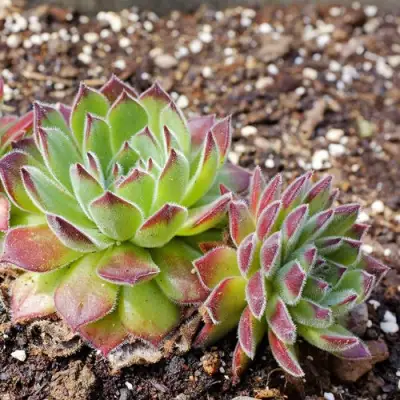 Молодило РУССКОЕ в Светлогорске