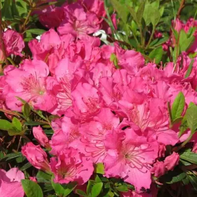 Азалия КИРСТИН японская в Светлогорске