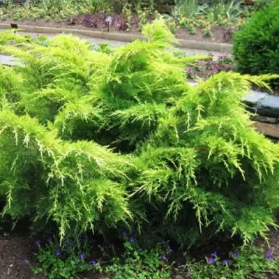 Можжевельник ГОЛД КОСТ средний в Светлогорске