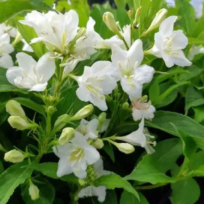 Вейгела БРИСТОЛЬСКАЯ СНЕЖИНКА в Светлогорске