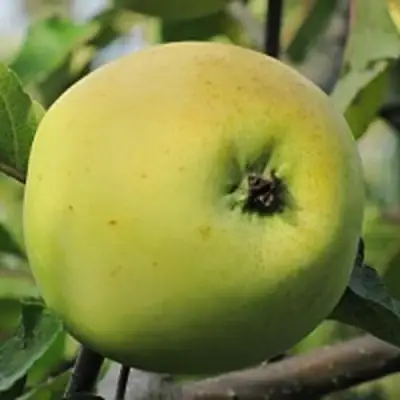 Яблоня РОССИЯНКА в Светлогорске