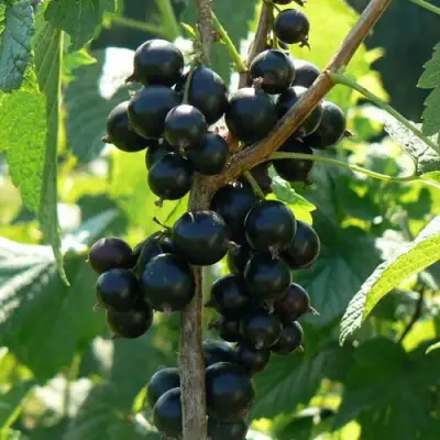 Смородина черная ВОЛОГДА в Светлогорске